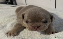 French Bulldog dogs for sale: French bulldog puppies - Image 15