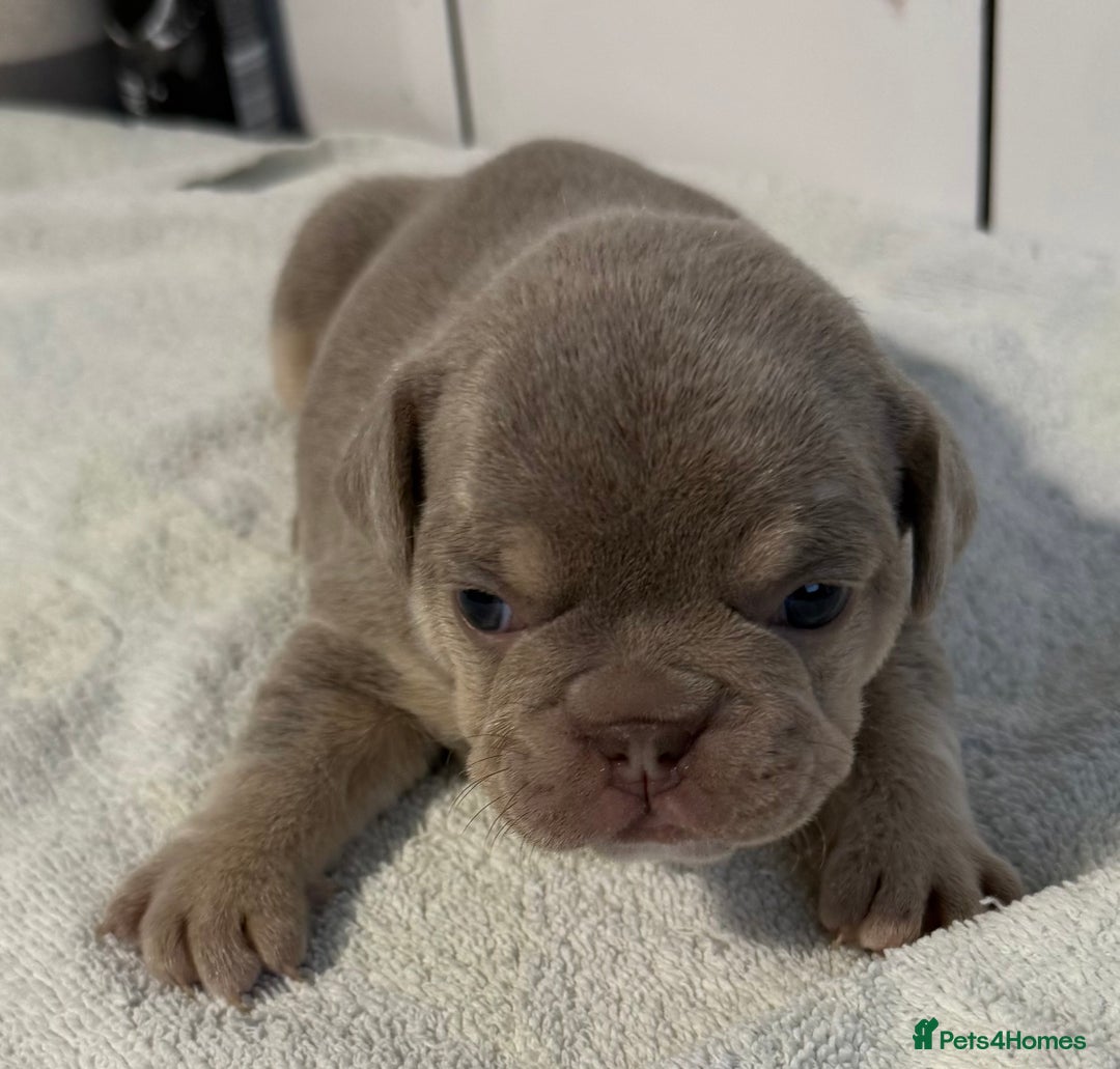 French Bulldog dogs for sale: French bulldog puppies - Image 15