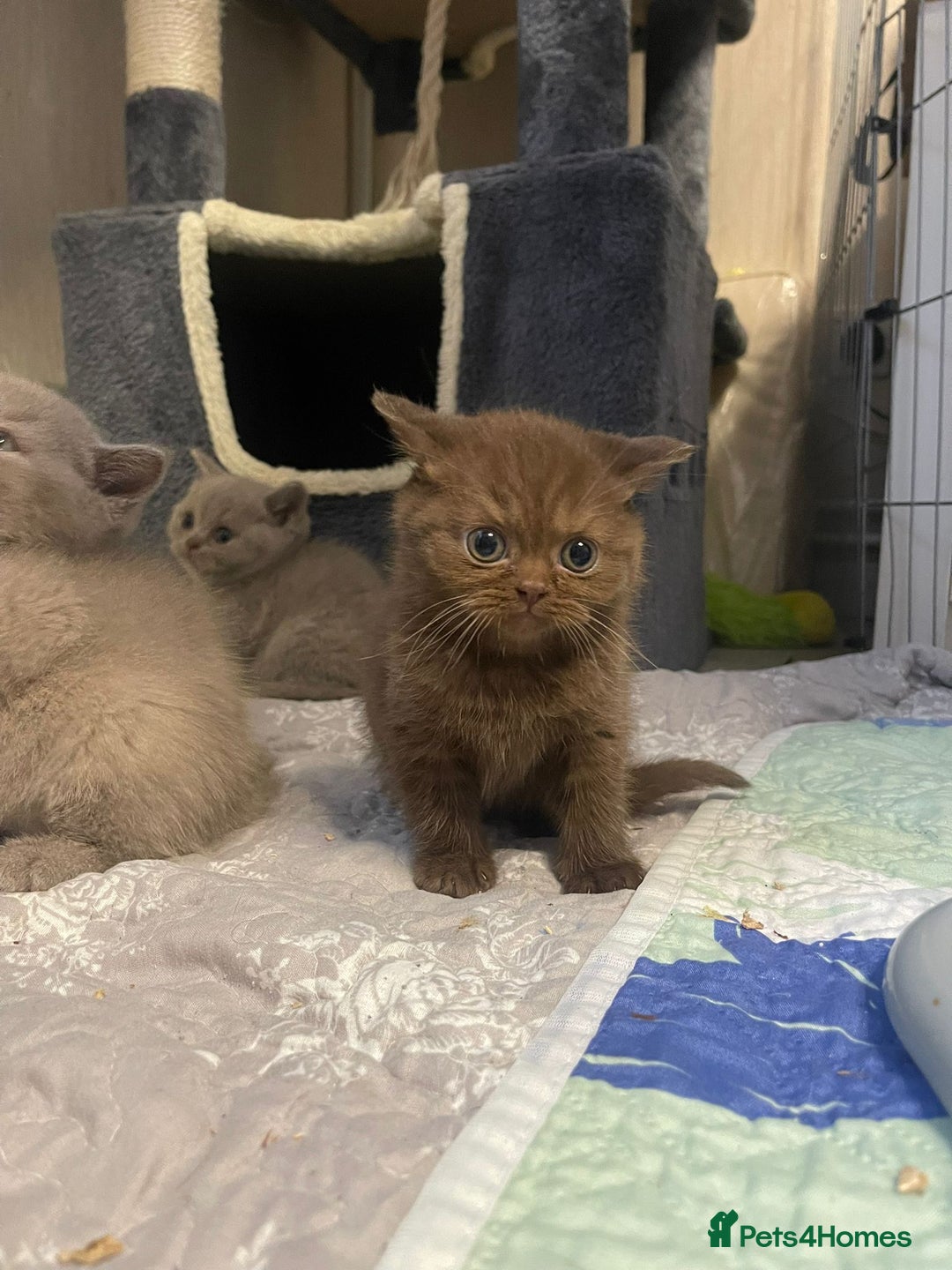British Shorthair cats for sale: Purebred  British Shorthair Kittens - Advert 37