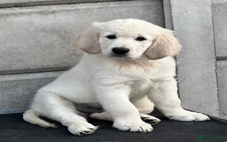 Golden Retriever dogs for sale: Stunning Puppies by Kezdek’s Golden Retrievers - Image 7