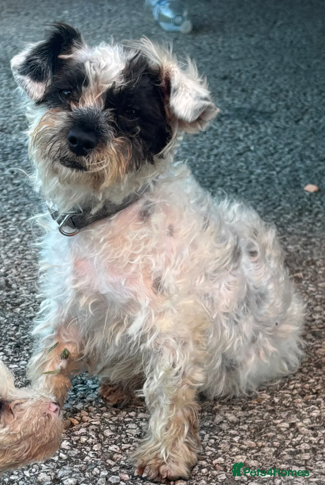 Maltese dogs for sale: maltese girl  - Advert 1