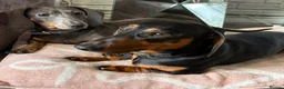 Miniature Dachshund dogs for sale: Beautiful litter of miniature dachshund pups - Advert 17