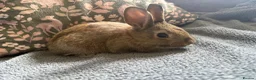 Mixed Breed rabbits for sale: Adorable Dutch Cross Baby Buck Rabbits for Sale in Stoke-on-Trent - Advert 3