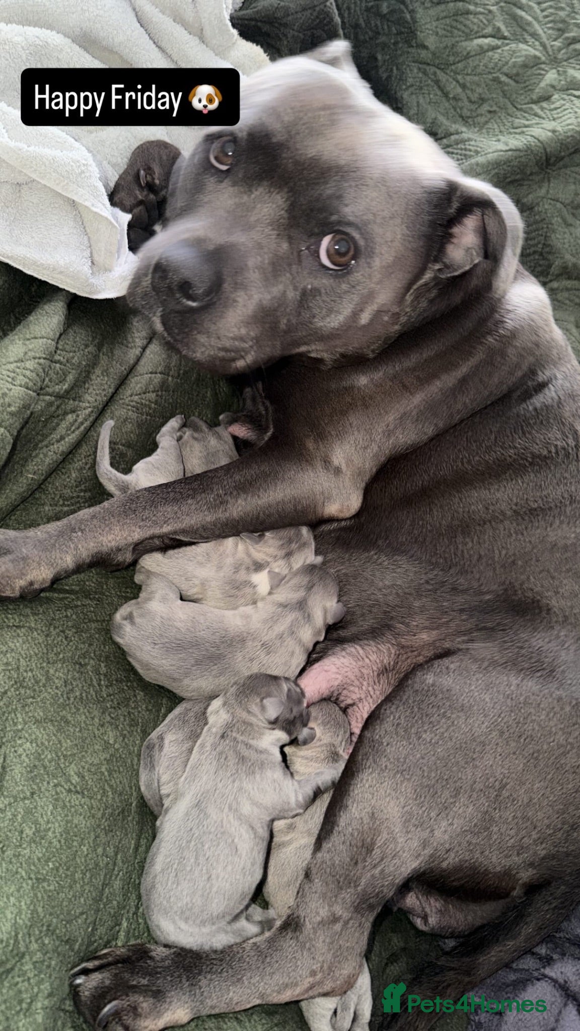 Staffordshire Bull Terrier dogs K. C registered blue Staffordshire puppies - Advert 1