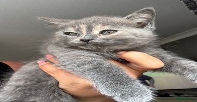 British Shorthair cats - Advert 10