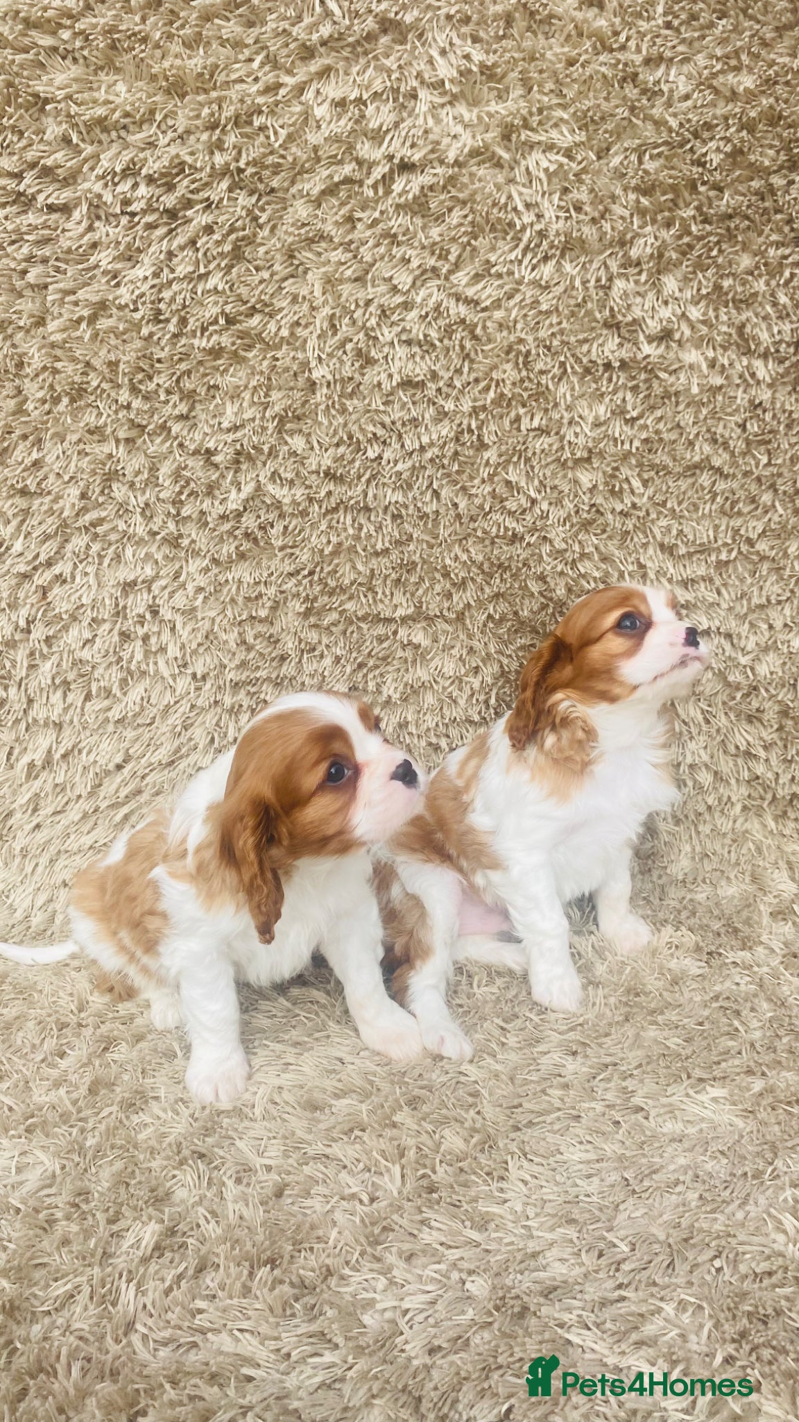 Cavalier King Charles Spaniel dogs Cavalier King Charles  - Advert 1