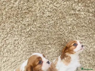 Cavalier King Charles Spaniel dogs Cavalier King Charles - Advert 1