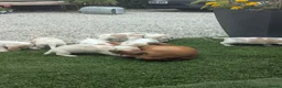 Basset Hound dogs for sale: Quality kc basset hound puppies  in Saint Austell - Advert 13