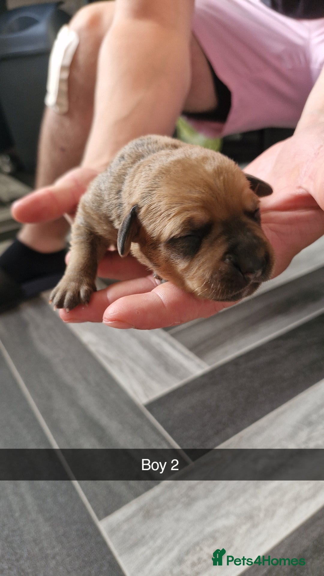 Mixed Breed dogs for sale: Staffie bullweiler puppies  - Image 4