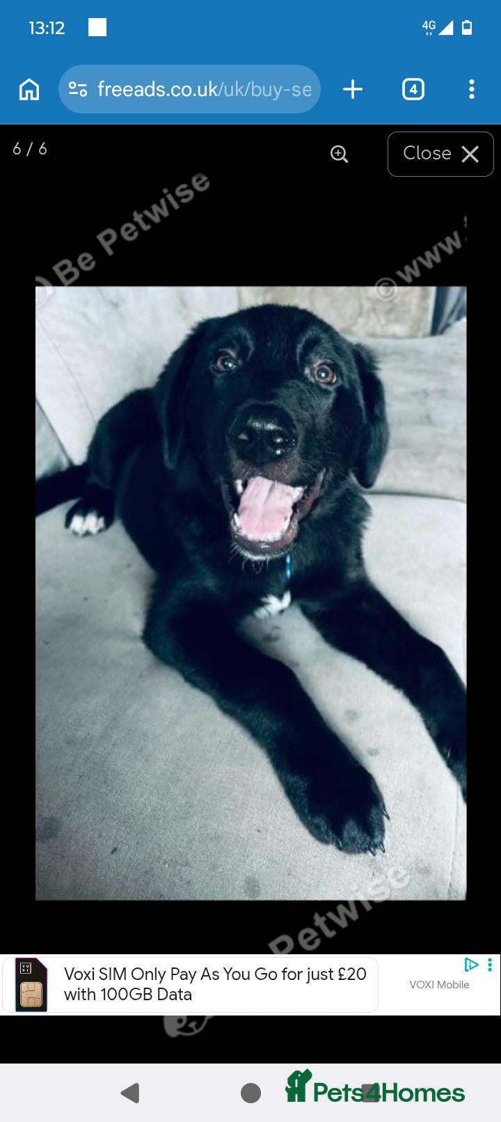 Mixed Breed dogs Black lab mix - Advert 2