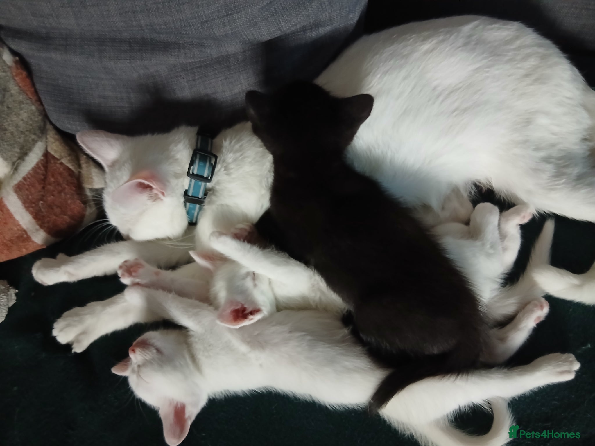 Domestic Shorthair cats 2 male kittens 1 pure white 1 black - Advert 2