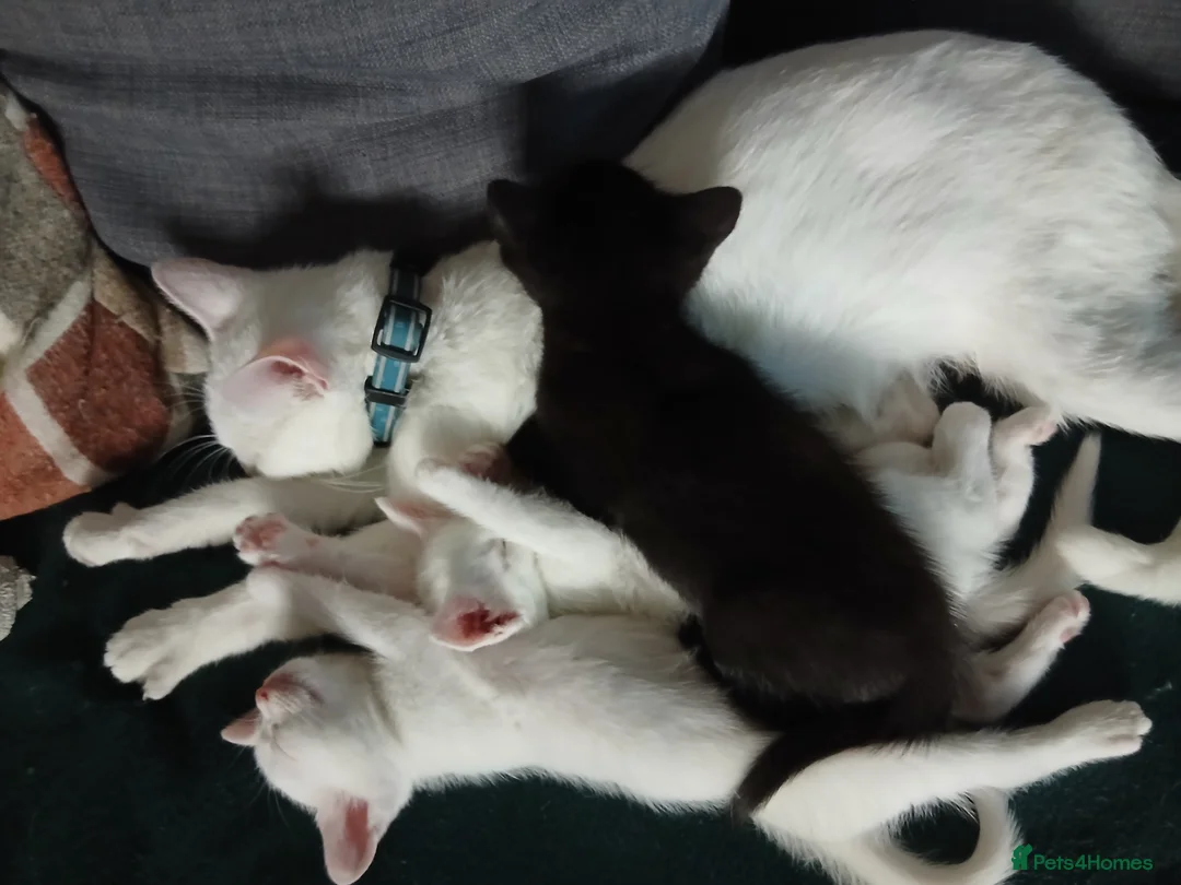 Domestic Shorthair cats for sale: 2 male kittens 1 pure white 1 black in Bristol - Advert 1