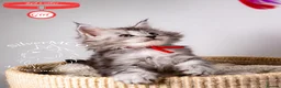 Maine Coon cats for sale: 💚Stunning XL TICA-registered Maine Coon Kittens  - Advert 30