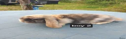 French Lop rabbits for sale: Baby French lop giant rabbits for sale - Advert 3