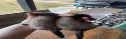 Ferret rodents for sale: 2 polecat hobs  in Waterlooville - Advert 8