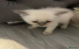 Ragdoll cats for sale: Ragdoll Kittens looking for loving new home - Image 8