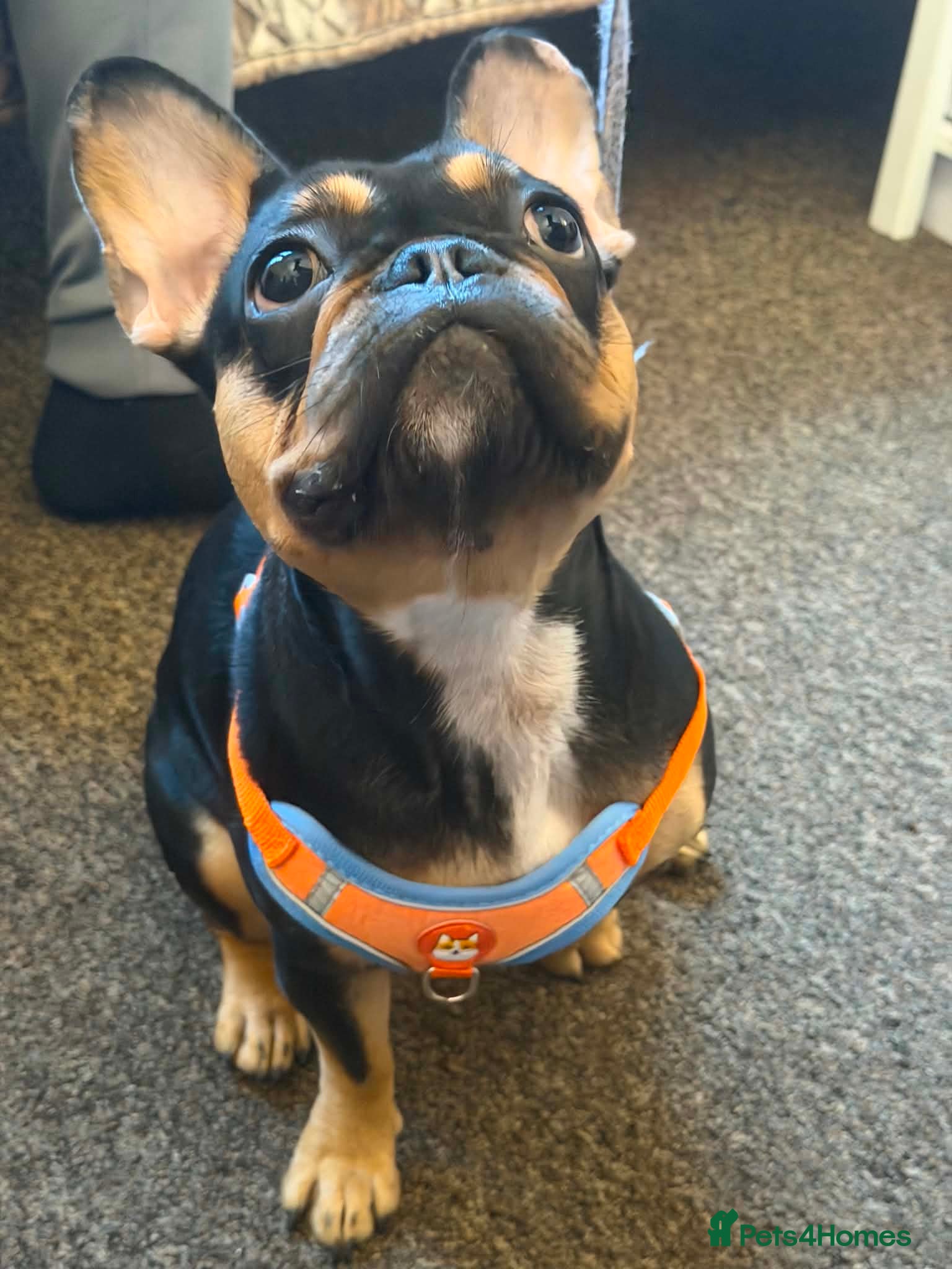French Bulldog dogs for sale: French bulldog in Bradford - Advert 2