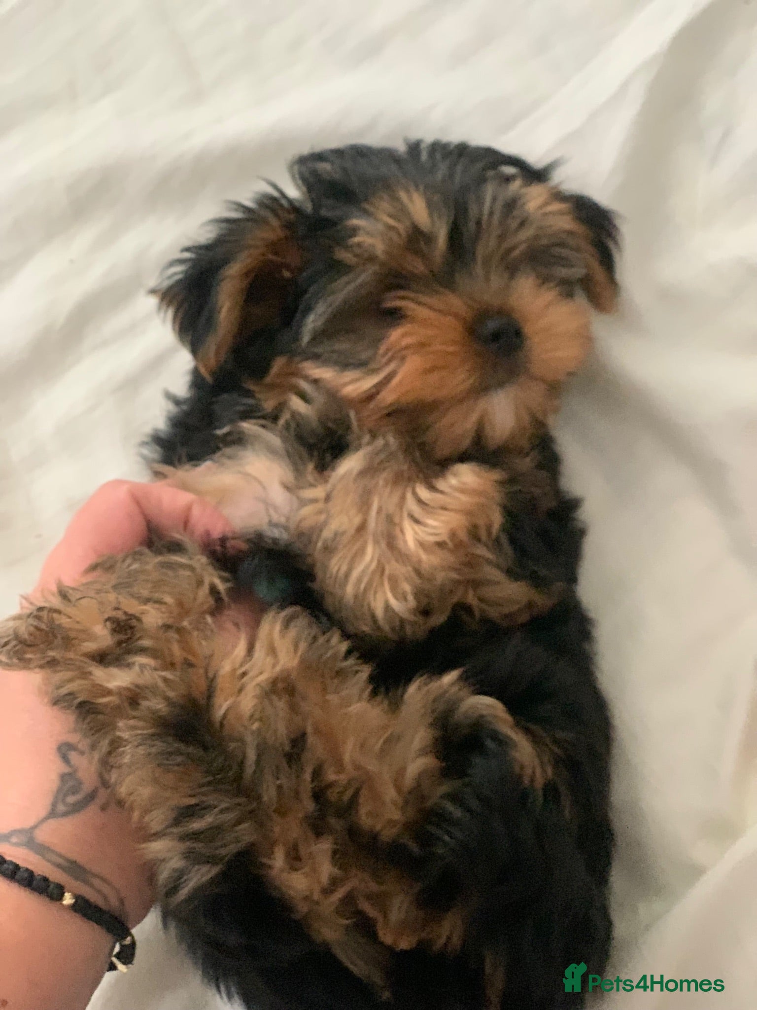 Yorkshire Terrier dogs Mini puppy Yorkshire terrier  - Advert 6