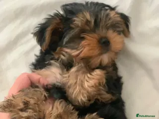 Yorkshire Terrier dogs Mini puppy Yorkshire terrier - Advert 1