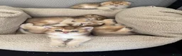 British Shorthair cats for sale: Scottish golden chinchilla ready for new homes  - Advert 16