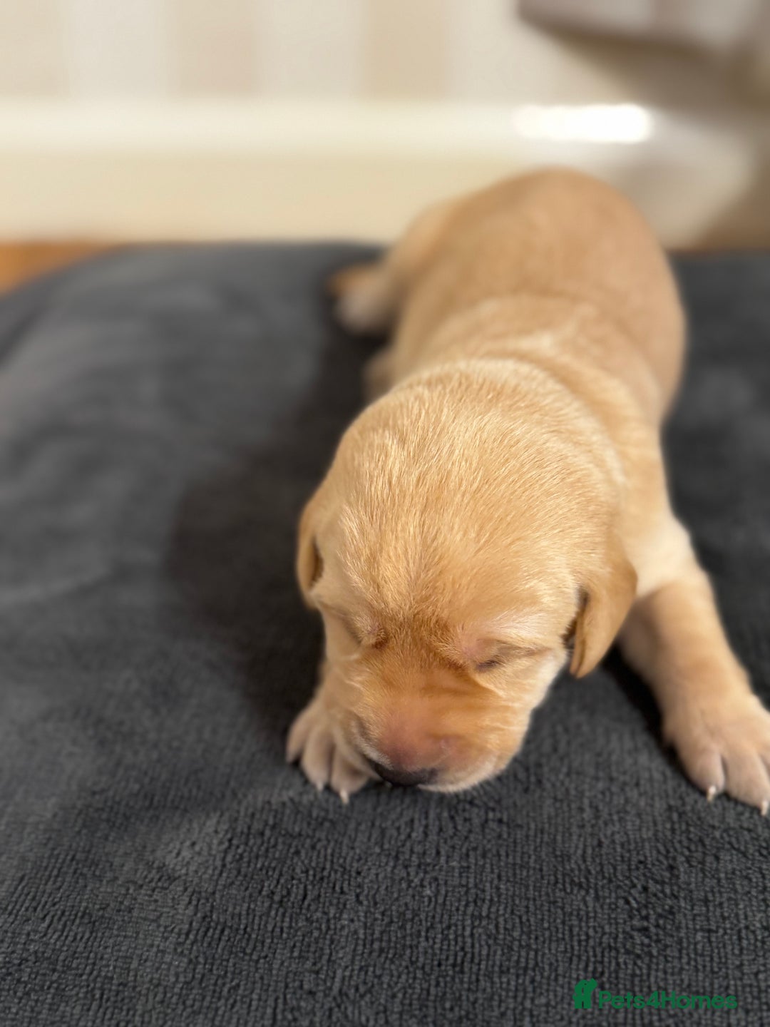 Labrador Retriever dogs for sale: Stunning, White/Yellow KC Registered Labrador Pups - Image 31