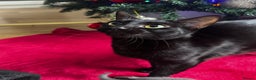 Mixed Breed cats for sale: Bombay cat  - Advert 13