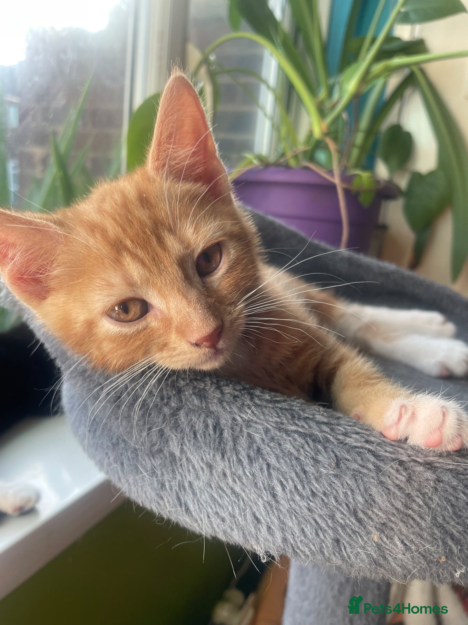 Mixed Breed cats for sale: Healthy kittens for sale  - Advert 4