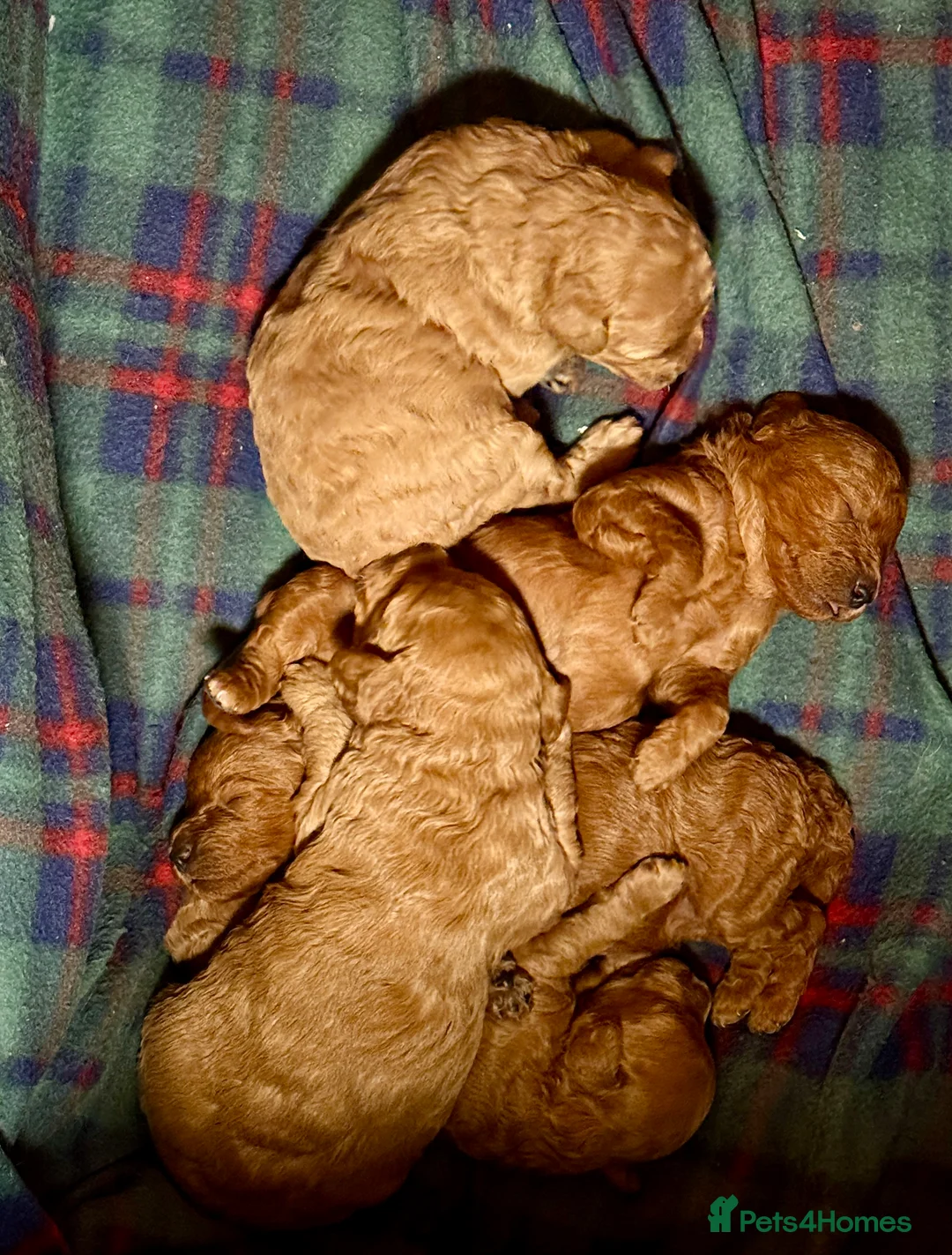 Miniature Poodle dogs for sale: Gorgeous KC Registered Miniature Poodles - Advert 9