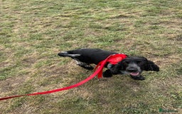 Mixed Breed dogs for sale: Mixed breed sm/md puppies  - Image 2