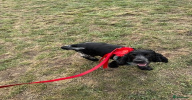 Mixed Breed dogs - Advert 2