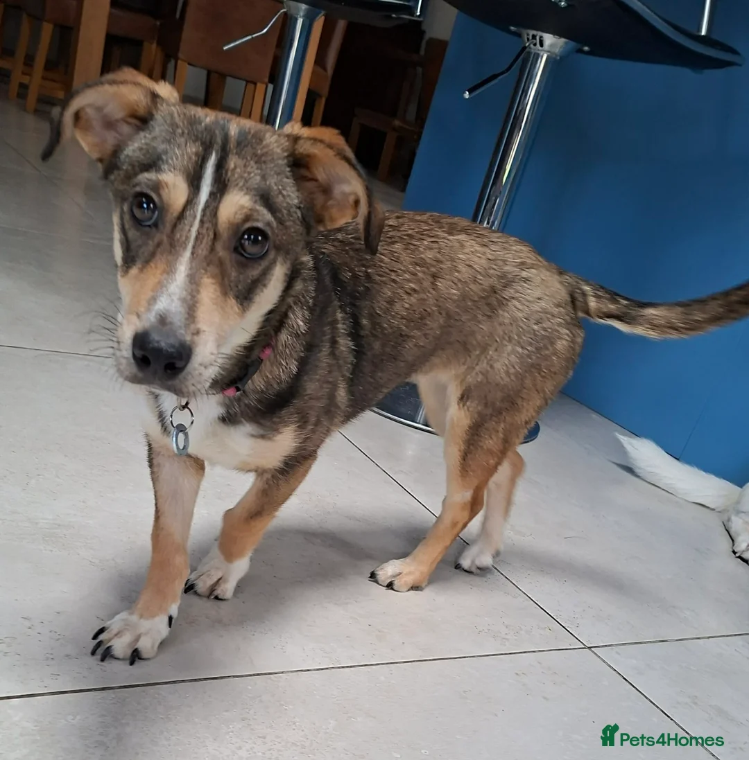 Mixed Breed dogs for adoption: Tallulah - north Walsham Norfolk  in North Walsham - Advert 9
