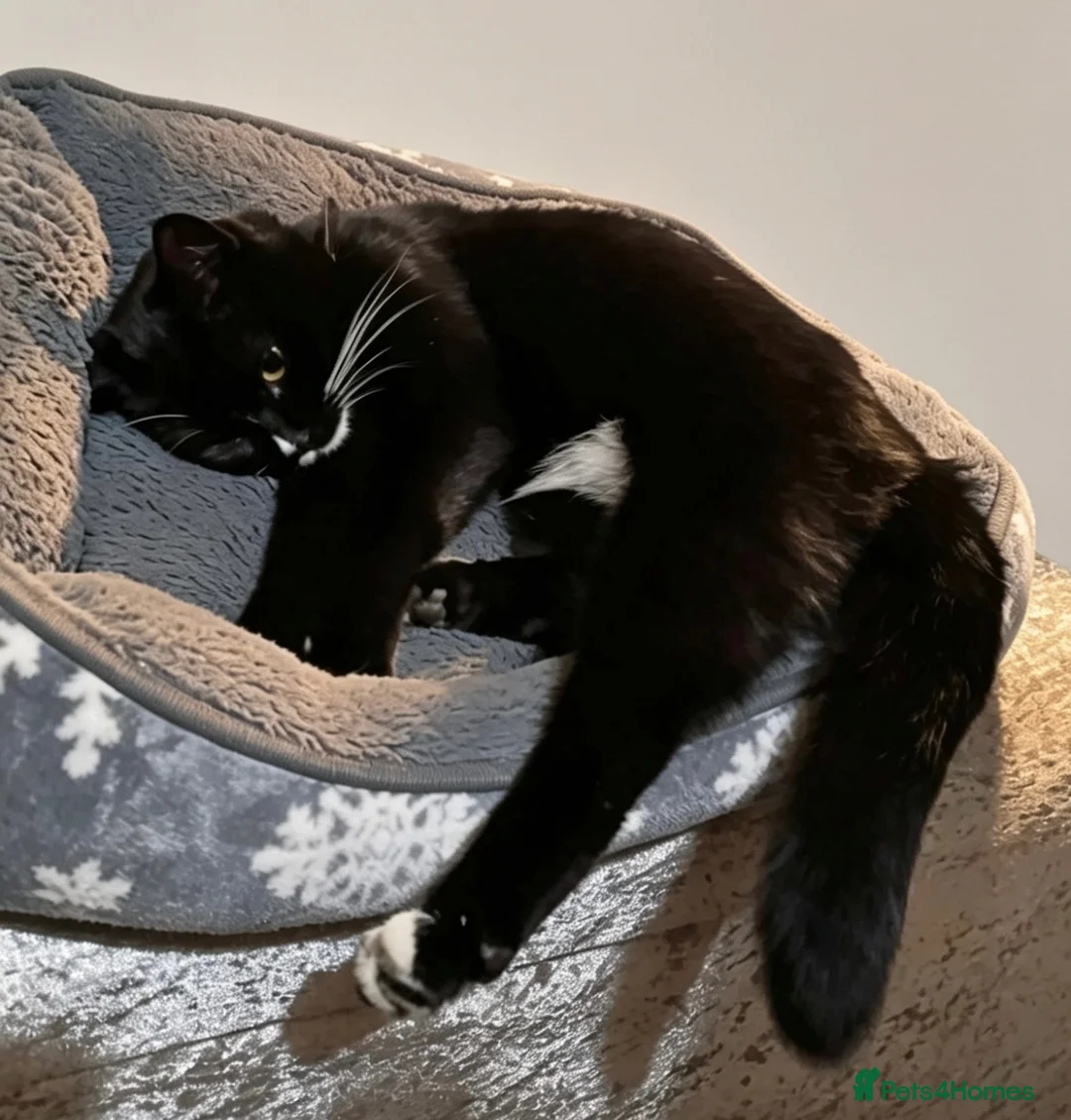 Domestic Shorthair cats for sale: Black & White domestic shorthair  - Advert 4