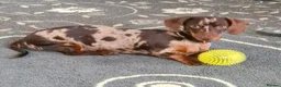 Miniature Dachshund dogs for sale: Ready to Go Beautiful miniature Dachshund  - Advert 3