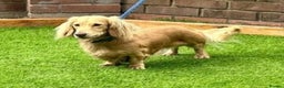Miniature Dachshund dogs for stud: KING KOBE  CREAM LONG HAIR PROVEN  in Liverpool - Advert 1