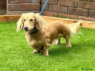 Miniature Dachshund dogs KING KOBE CREAM LONG HAIR PROVEN in Liverpool - Advert 9