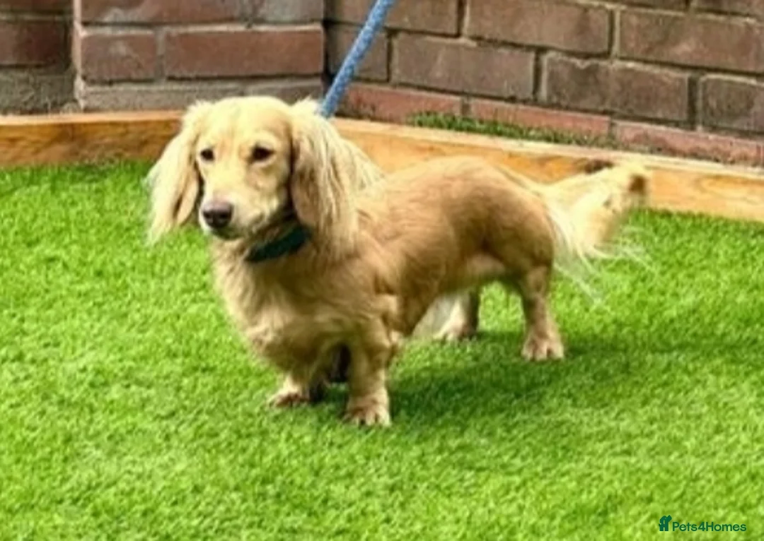 Miniature Dachshund dogs for stud: KING KOBE  CREAM LONG HAIR PROVEN  in Liverpool - Advert 1
