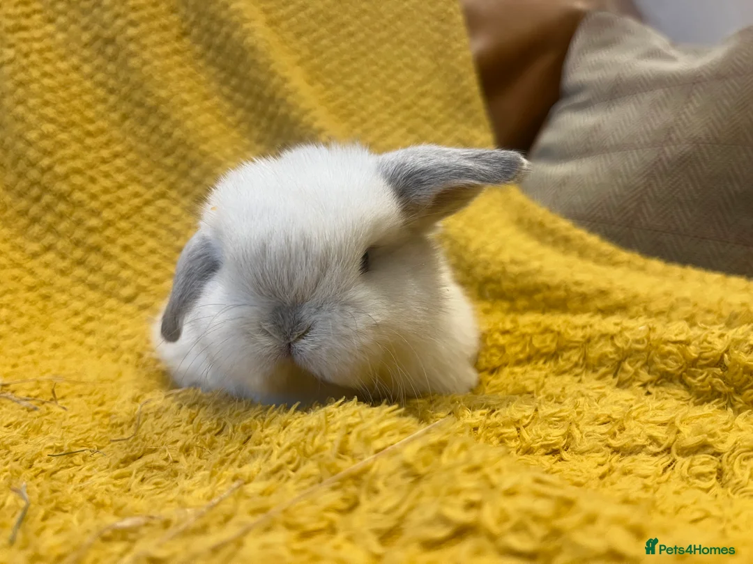 Mini Lop rabbits for sale: Mini lops  and mini double maned lionheads  - Advert 21
