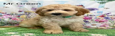 Labradoodle 2