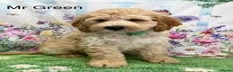 Labradoodle dogs for sale:  Standard Labradoodles multi generational  - Advert 37