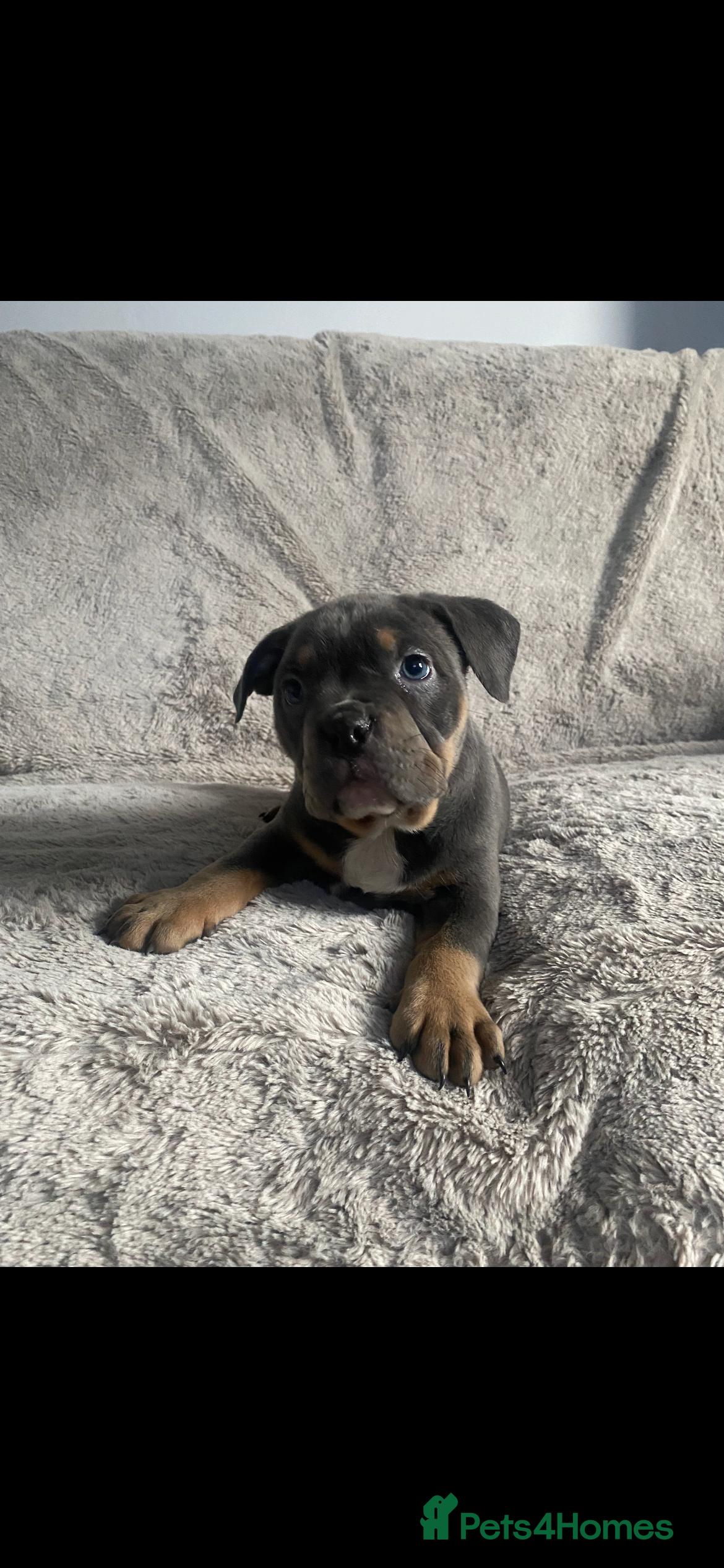 American Bully dogs POCKET BULLY PUPPYS  - Advert 5