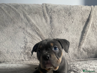 American Bully dogs POCKET BULLY PUPPYS - Advert 3