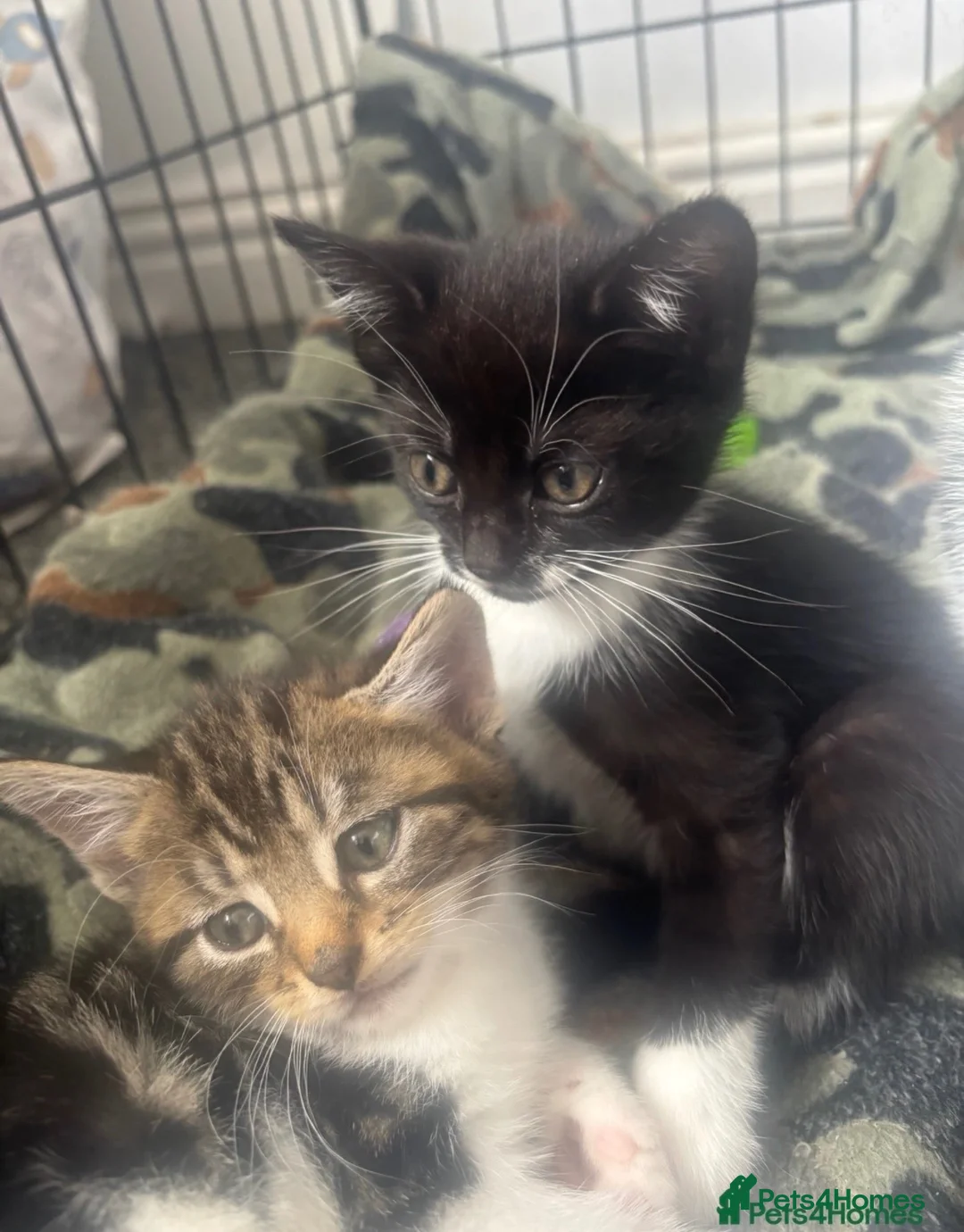Mixed Breed cats for sale: Beautiful black and white girl - Advert 3