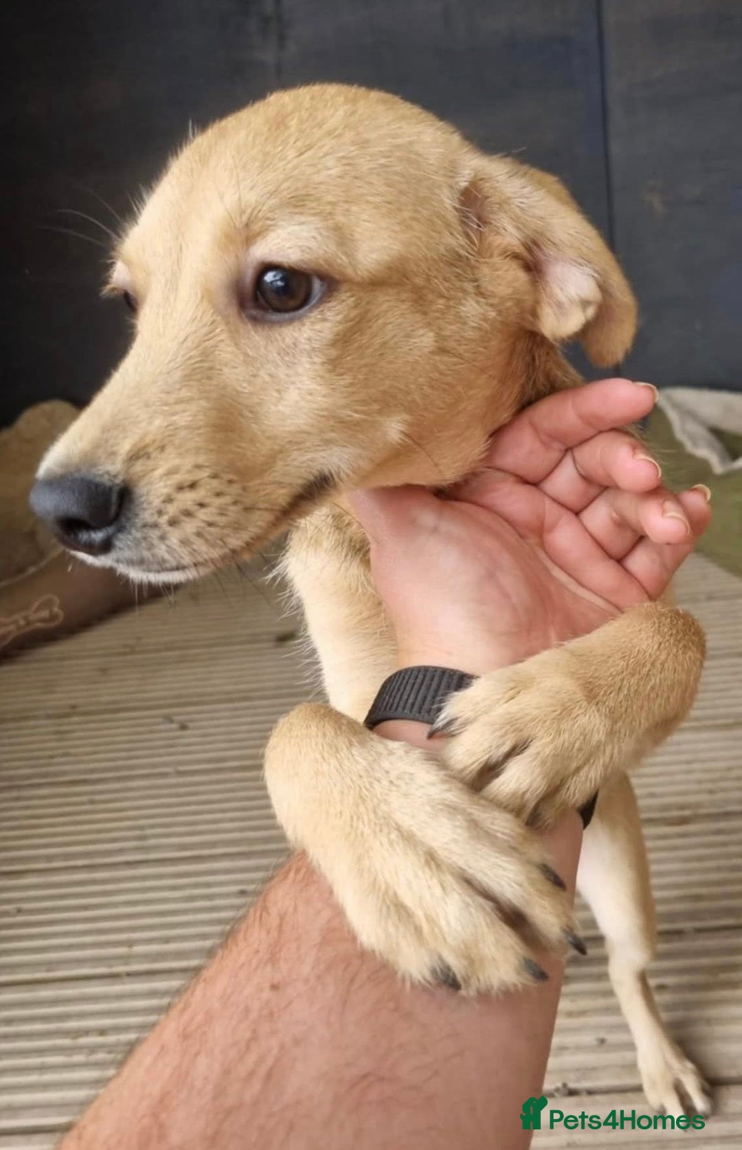 Mixed Breed dogs for adoption: Daisy - In Ayr looking for a home - Image 8