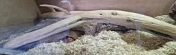 Corn Snake reptiles for sale: Corn Snake with 4ft Vivarium  in Weston-super-Mare - Advert 5