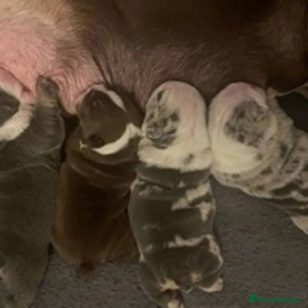 English Bulldog dogs for stud: Proven English Bulldog Stud - Blue Tri Merle in Romford - Advert 13