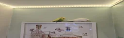 Budgerigars birds for sale: 2 Buggies  male and female with the cage  in Nuneaton - Advert 1