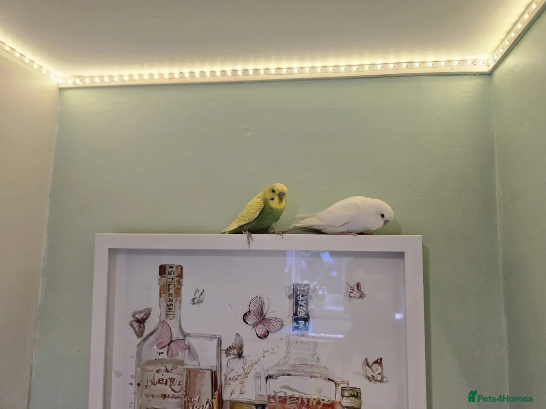 Budgerigars birds for sale: 2 Buggies  male and female with the cage  in Nuneaton - Advert 1
