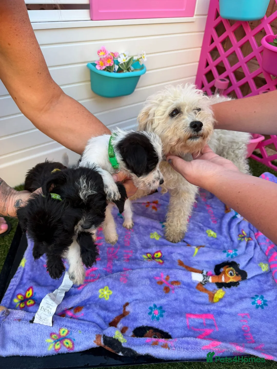 Mixed Breed dogs for sale:  4 Beautiful Jackapoos in Basildon - Advert 2