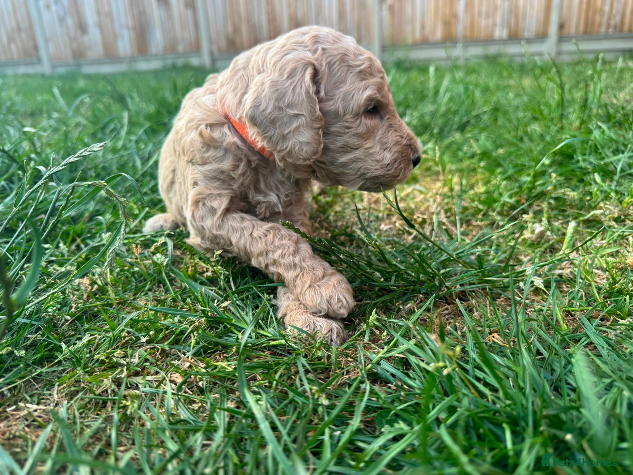 Goldendoodle dogs for sale: Stunning Goldendoodle Puppies in Herne Bay - Advert 19