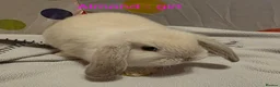 Mini Lop rabbits for sale: Mini lop babies ready now - Advert 2